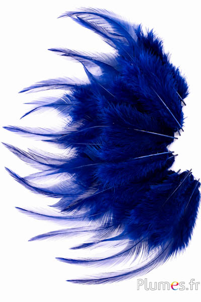 Haan - 8-12 cm - donkerblauw